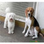 Creche (day Care)