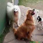 Creche (day Care)