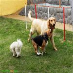 Creche (day Care)