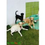 Creche (day Care)