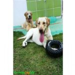Creche (day Care)