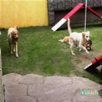 Creche (day Care)