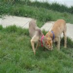 Creche (day Care)