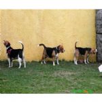 Creche (day Care)