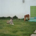 Creche (day Care)