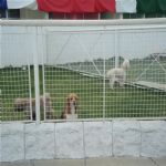 Creche (day Care)