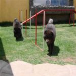 Creche (day Care)