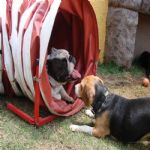 Creche (day Care)