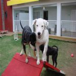 Creche (day Care)