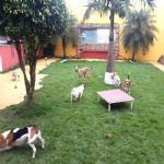 Creche (day Care)