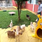 Creche (day Care)
