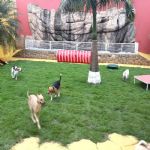 Creche (day Care)