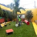 Hotel Para Cães