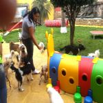 Hotel Para Cães