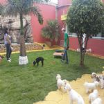Hotel Para Cães