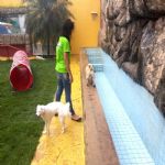 Hotel Para Cães