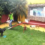Hotel Para Cães