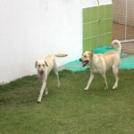 Hotel Para Cães