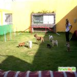 Hotel Para Cães