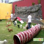 Hotel Para Cães