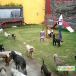 Hotel Para Cães