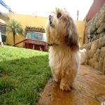 Hotel Para Cães