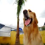 Hotel Para Cães
