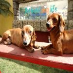 Hotel Para Cães