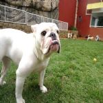 Hotel Para Cães