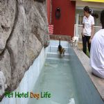 Hotel Para Cães
