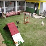 Hotel Para Cães