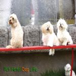 Hotel Para Cães