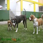 Hotel Para Cães