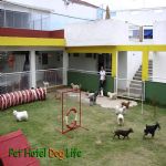 Hotel Para Cães