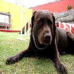 Hotel Para Cães