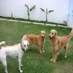 Hotel Para Cães