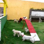 Hotel Para Cães