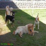 Hotel Para Cães
