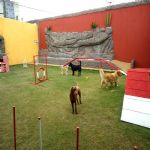 Hotel Para Cães