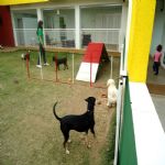 Hotel Para Cães