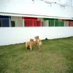 Hotel Para Cães