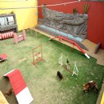 Hotel Para Cães