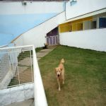 Hotel Para Cães
