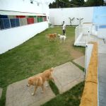 Hotel Para Cães