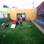 Hotel Para Cães
