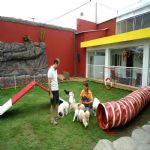 Hotel Para Cães