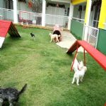 Hotel Para Cães