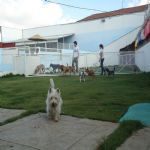 Hotel Para Cães