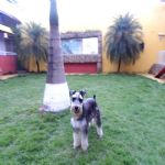Hotel Para Cães
