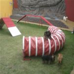 Creche (day Care)